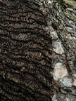 Brown Linen Textured Linen Fabric By The Yard Natural Fabrics.